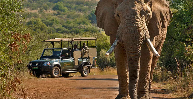 Ultimate Pilanesberg Open Vehicle Day Tour