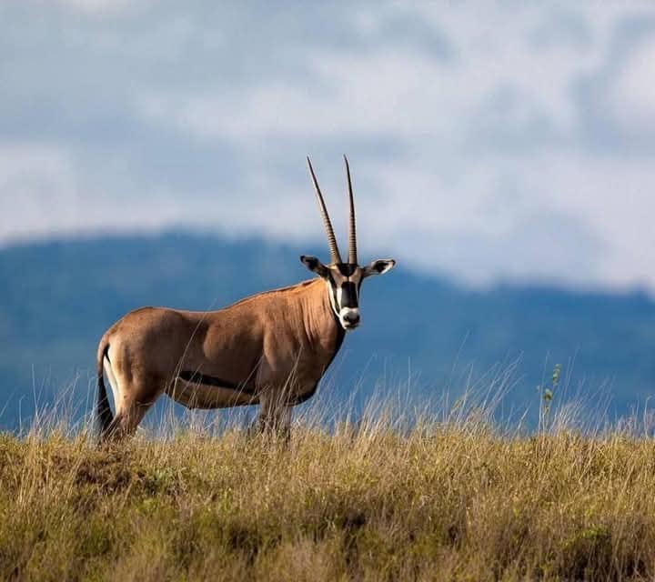 Kenya’s Northern Treasures: 4 Days Samburu & Ol Pejeta Safari