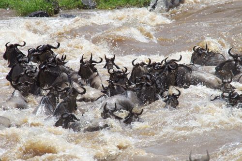 Unforgettable Great Migration: 8-Day Budget Safari in Tanzania - Januz Safaris - Safarigo