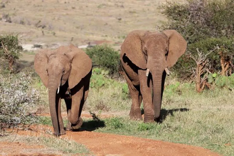 7 - Day Samburu, Ol Pejeta, Lake Nakuru and Masai Mara