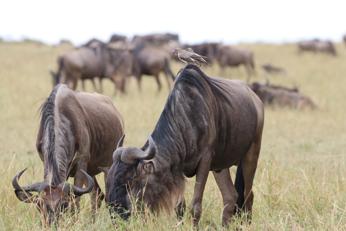 6-Day Safari: Tarangire, Ndutu, Central Serengeti, and Ngorongoro Crater Adventure - HODOPHILE ADVENTURES - Safarigo