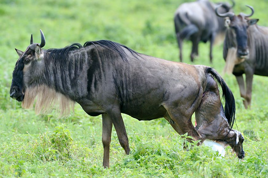 Unforgettable Great Migration: 8-Day Budget Safari in Tanzania - Januz Safaris - Safarigo