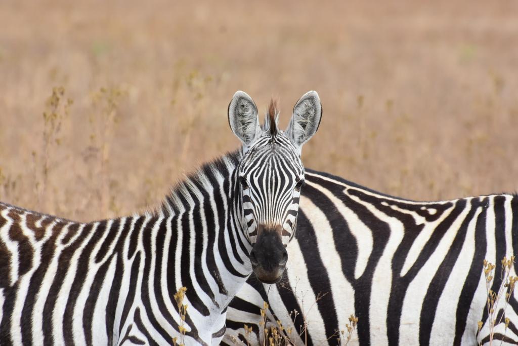 7Days unforgetable safari adventure
