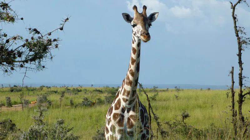 20 Days-Uganda And Rwanda Wildlife Holiday