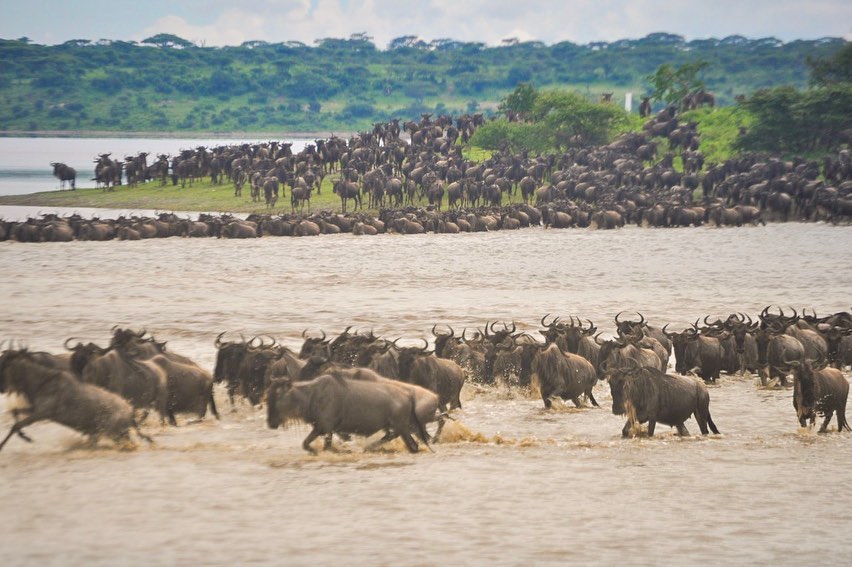 6-Day Ndutu Calving season Serengeti Migration Tanzania Safari (December To April) - Furaha Tours & Safaris - Safarigo