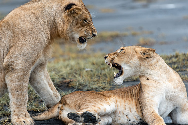 8 Day Tanzania Luxury Safari Wildlife Viewing - Lion King Adventures - Safarigo