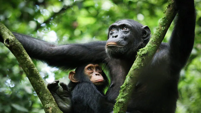 3-Day of Chimpanzee Tracking