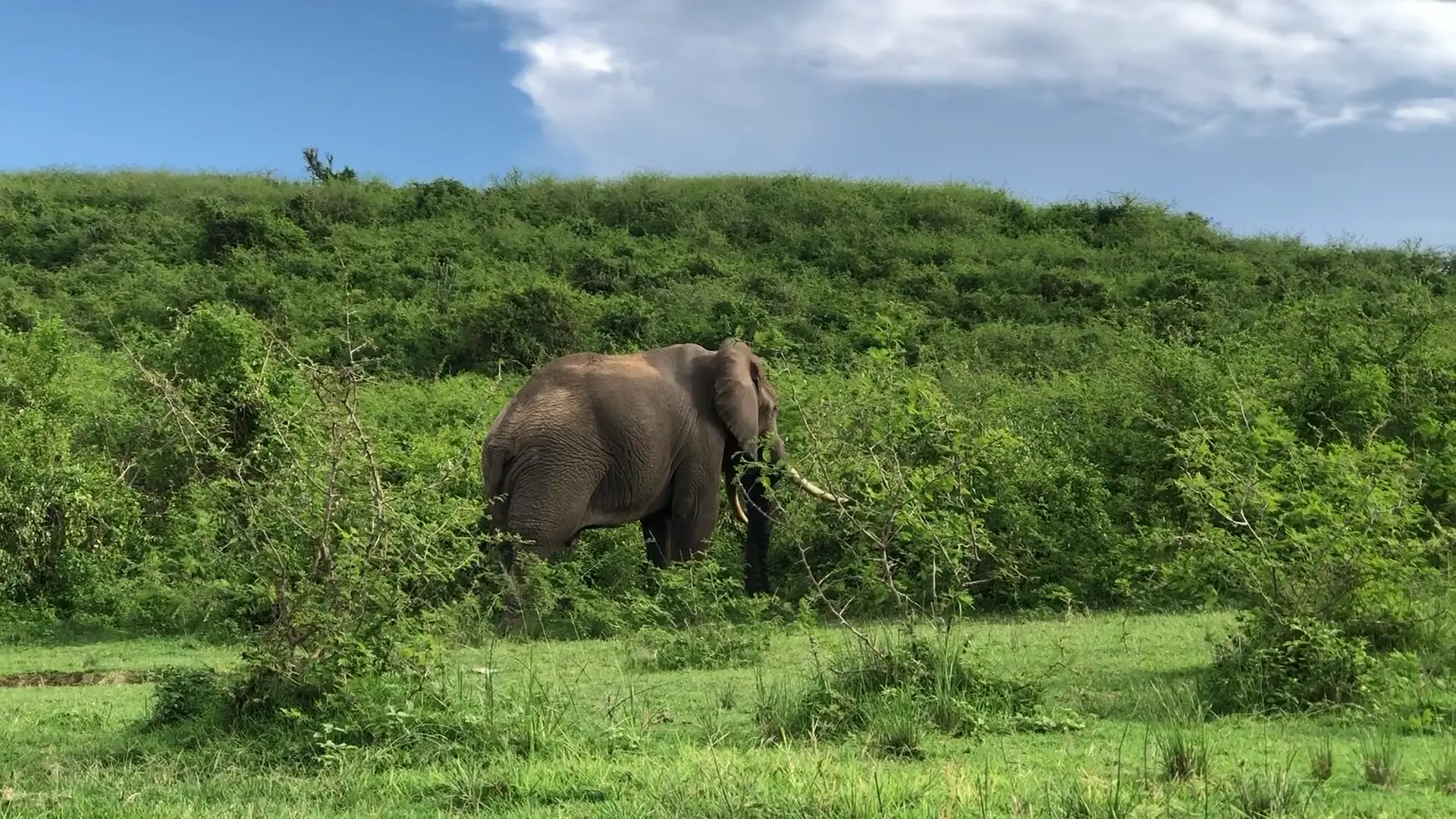6 Days Great Northern Circuit Safari Tarangire Elephants Serengeti Predators and Ngorongoro Crater Wonders