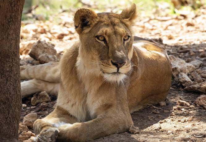 6 Days Ultimate Serengeti Migration Safari: Tarangire, North Serengeti, Central Serengeti & Ngorongoro Crater
