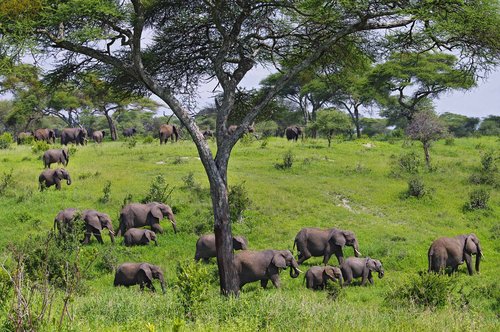 Tarangire National Park Day Trip