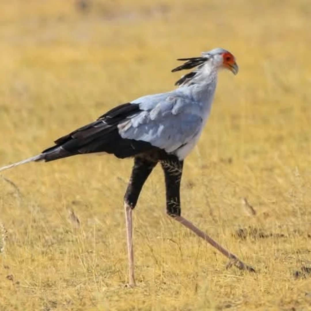 4 Days Serengeti Safari