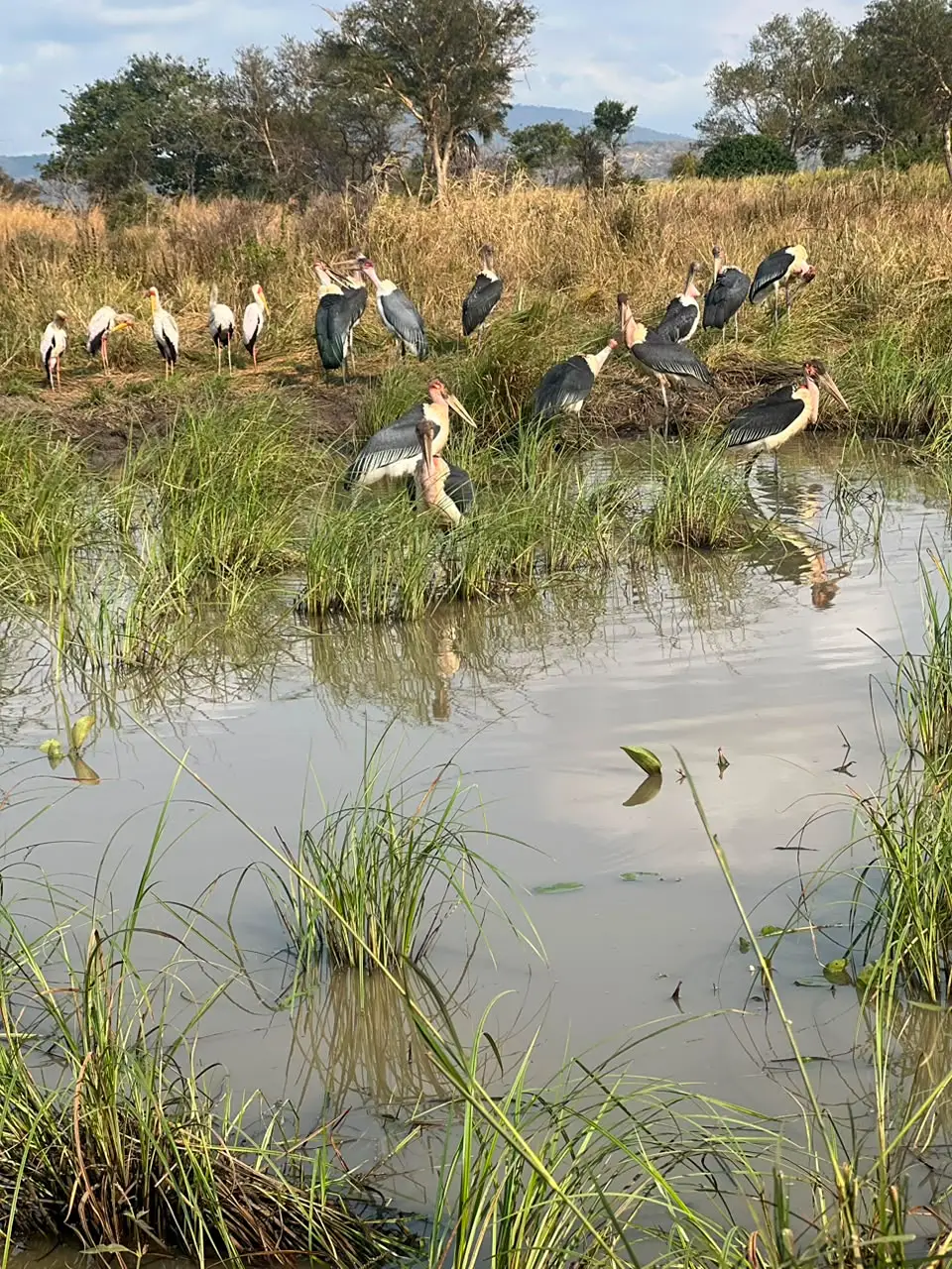 3 Day Serengeti explorer safari
