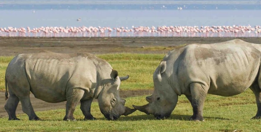 6 Days Masai Mara, Lake Nakuru & Amboseli Safari – Sopa Lodges Experience