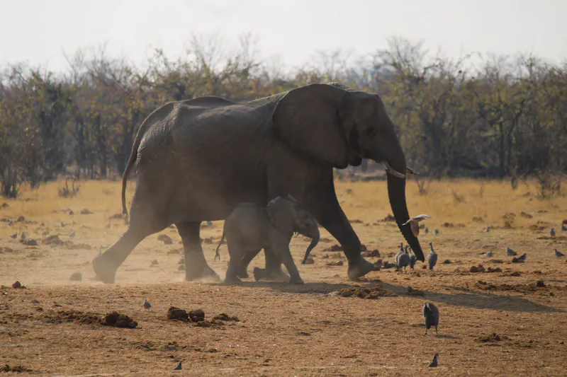 1 DAY MOREMI GAME RESERVE- BUFFALO DAY TRIP