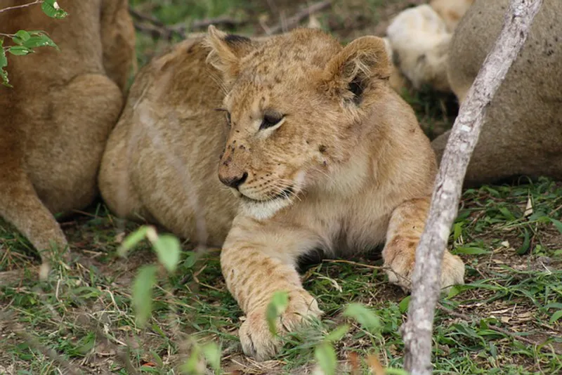 7-Day Mara, Nakuru, Naivasha and Amboseli Luxury Kenyan Safari