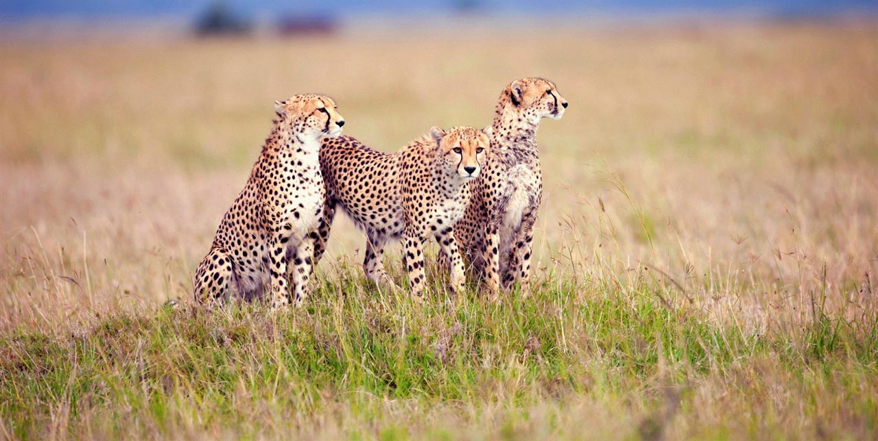 3 Day Tanzania Adventures Safari