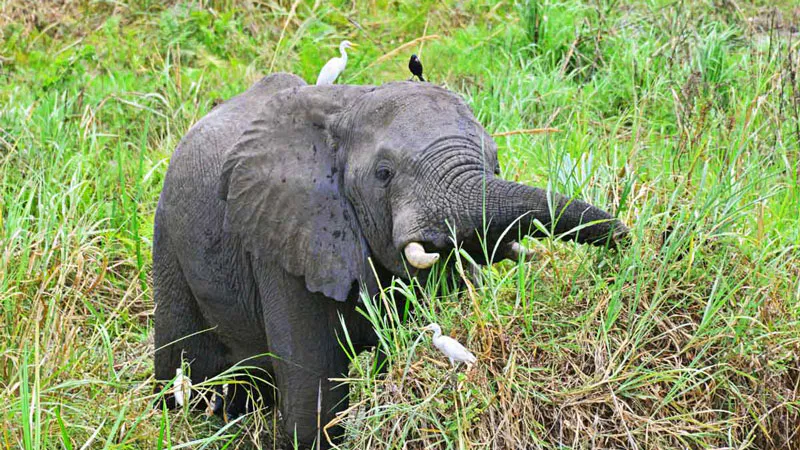 3-Day Murchison Falls Tour