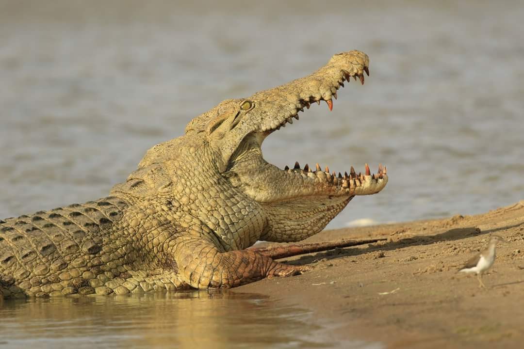 Day Trip - Tarangire National Park from Arusha