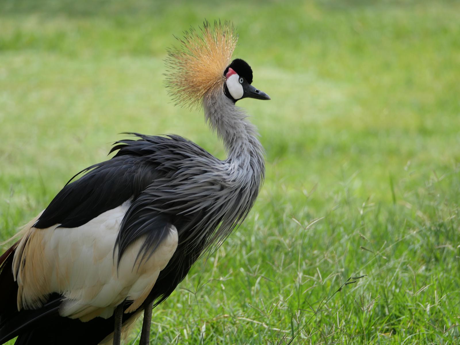 15 -Day Uganda Wildlife & Activity Holiday