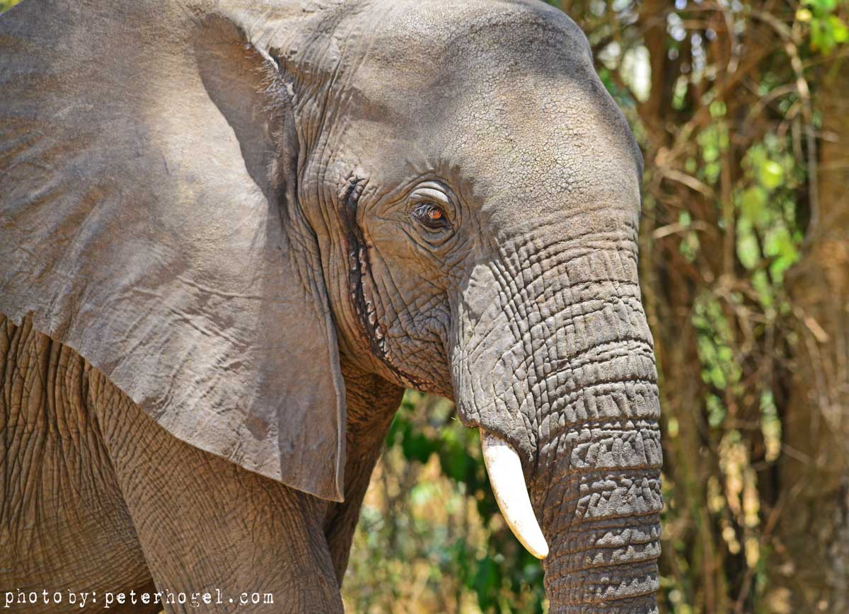 7-Day Chimps, Gorillas Trekking and Wildlife Tour