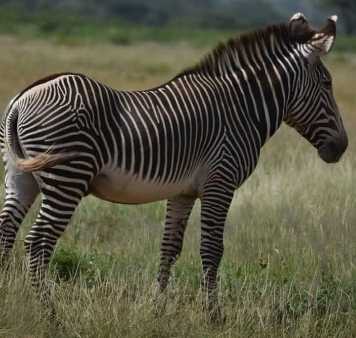 Kenya’s Northern Treasures: 4 Days Samburu & Ol Pejeta Safari