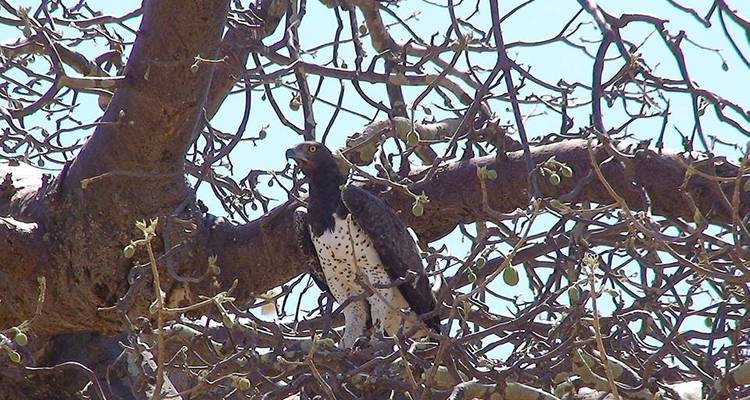 4-Days (Calving Season) - Tarangire, Ndutu, and Ngorongoro Crater