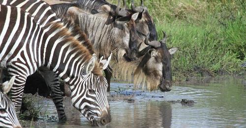 13 Days Kenya And Tanzania Safari