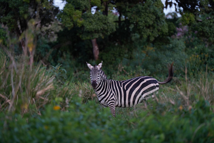 5-Day Mid Range Best of Tanzania - Lion King Adventures - Safarigo