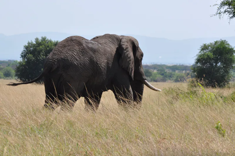 1 Day Tarangire Amazing safari