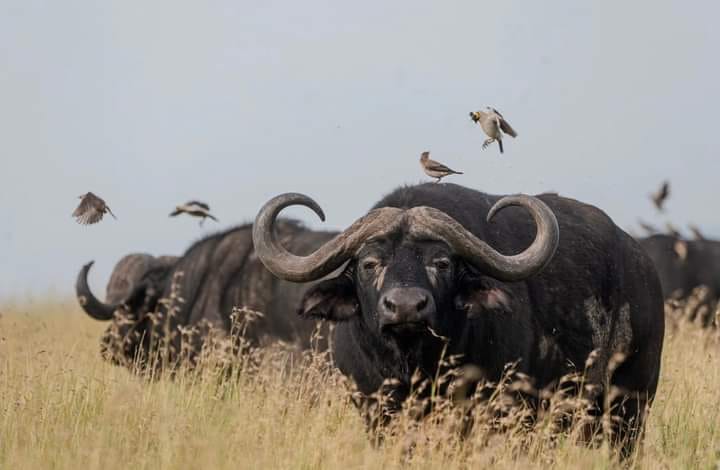 3 Days Masai Mara Safari – All-Inclusive Adventure from Nairobi