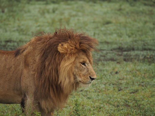 2-Day Nyerere National Park Awesome Adventure