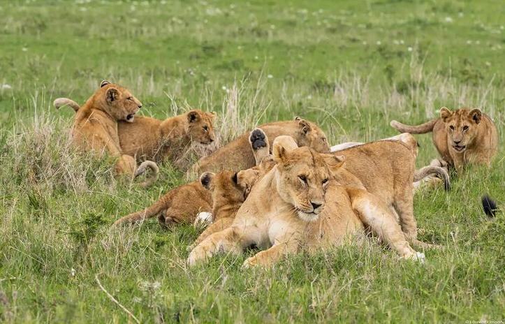 8 Days Serengeti Wildebeest Migration