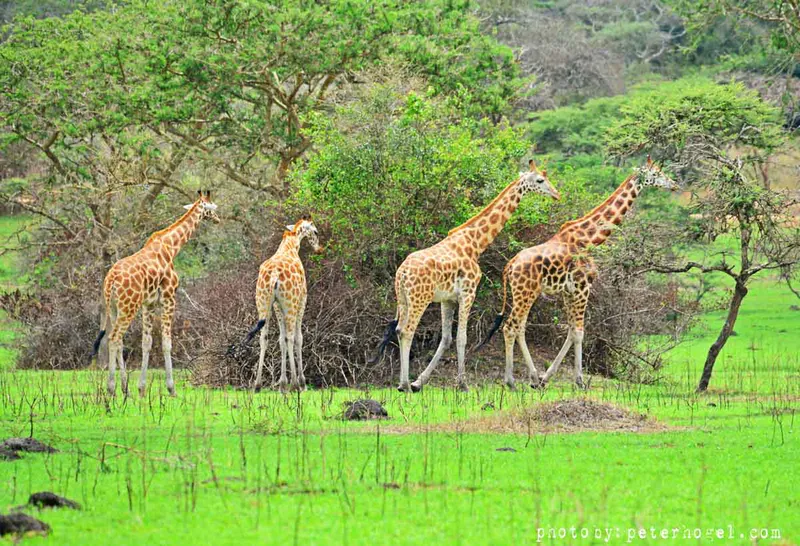 13-Day Uganda Wildlife and Gorilla Trekking Safari