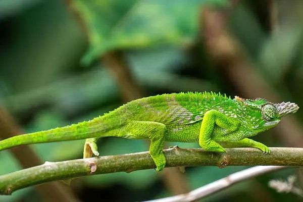 3-Day Amani Nature Forest Reserve Adventure From Dar es Salaam