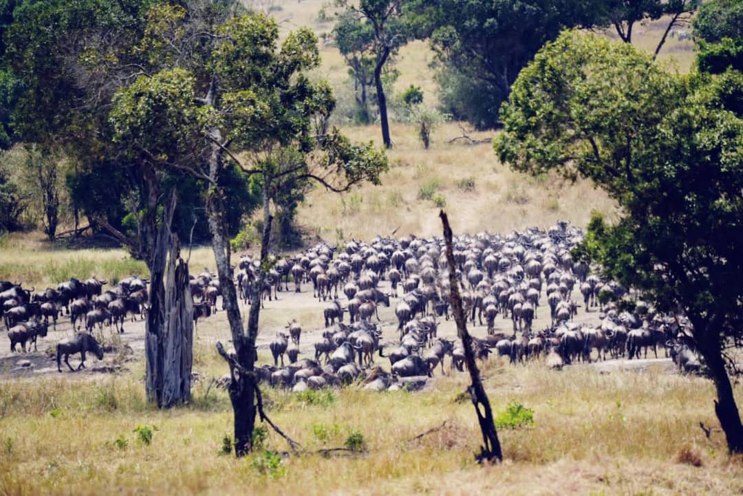 6-Day Luxury photograpic Safari in Tanzania
