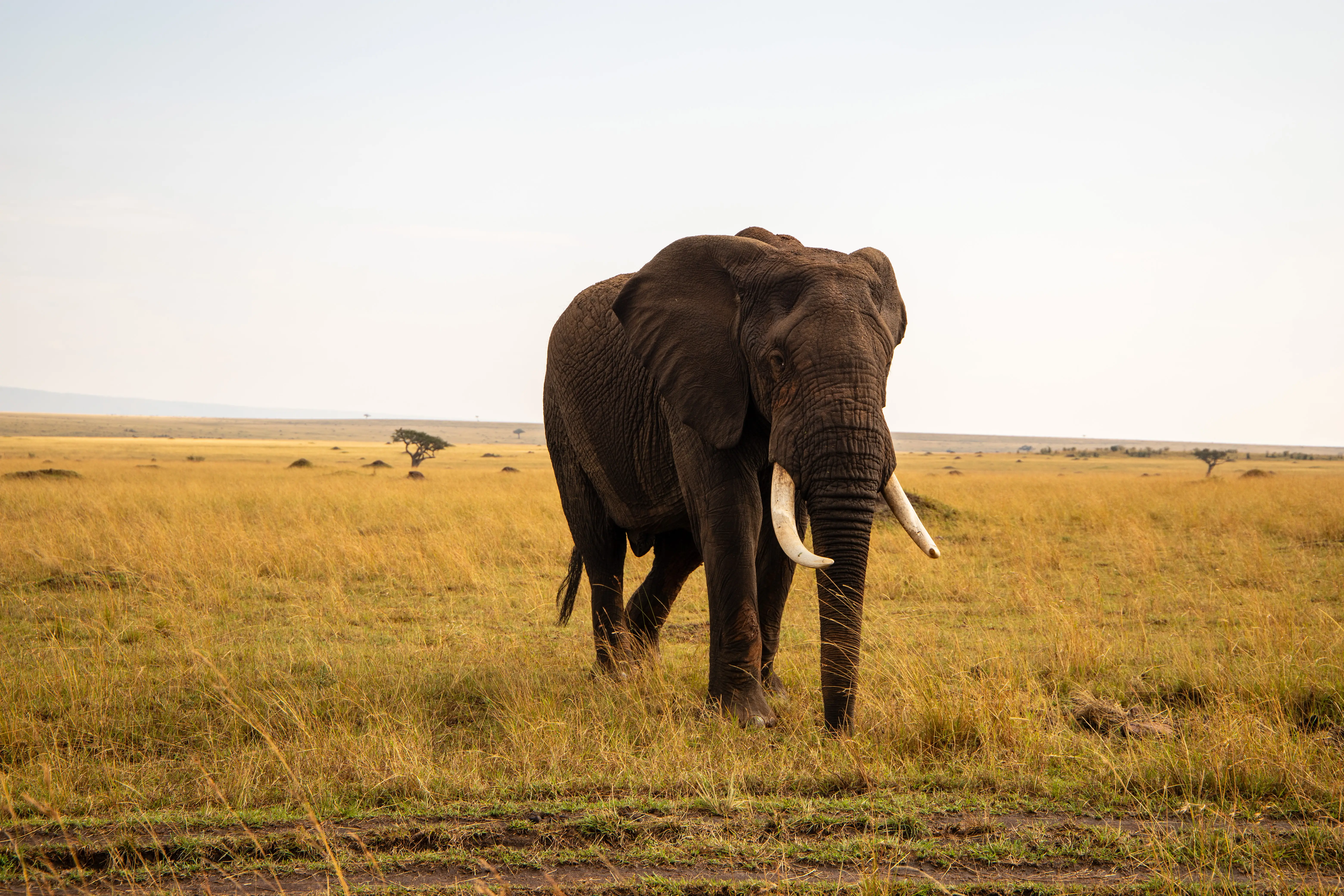 5-Day Ol Pejeta, Lake Nakuru & Masai Mara Safari (Mid-Range)