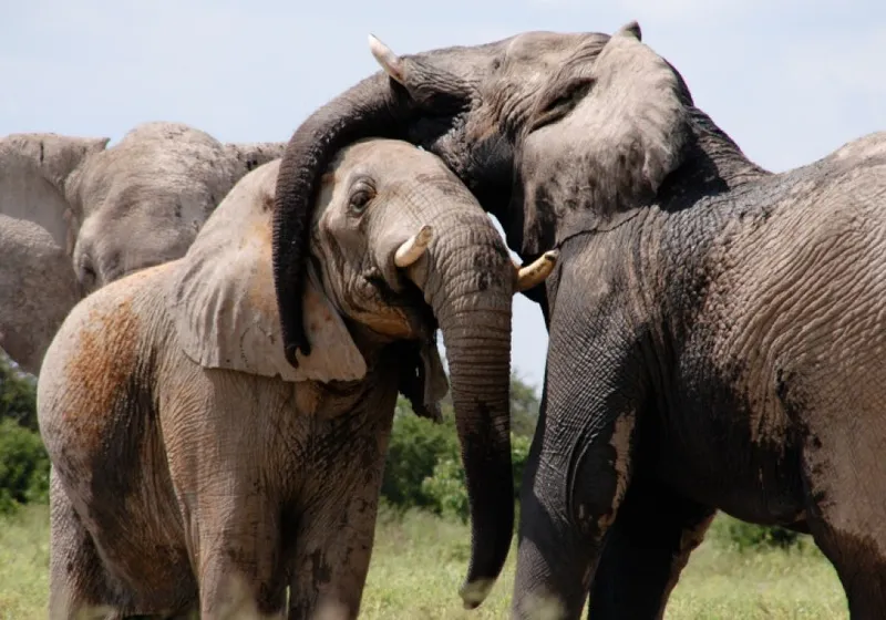 2 day Mikumi wildlife safari from Dar es salaam