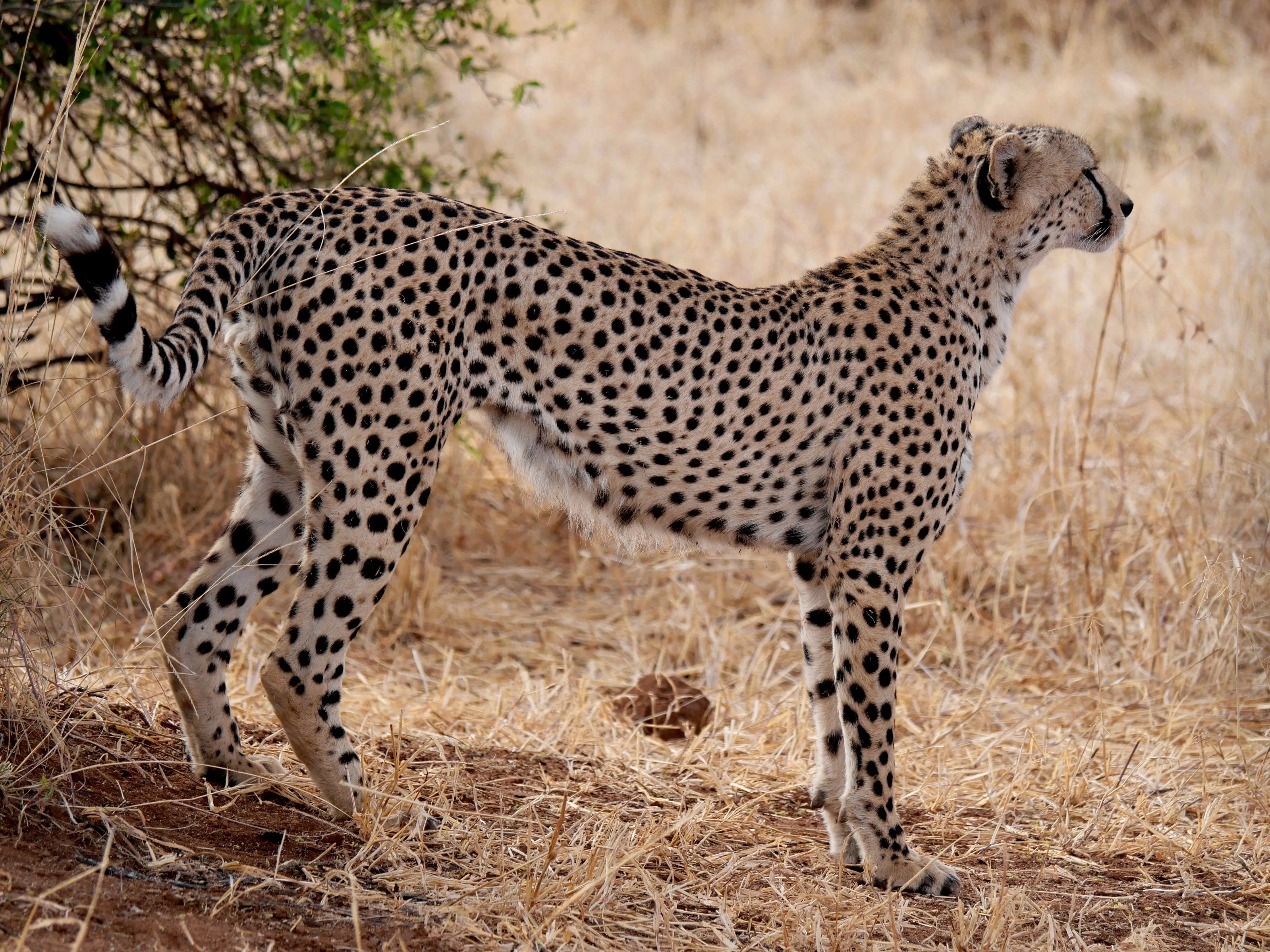 7 Days Big Five Migration Safari Tanzania Wildlife Adventure