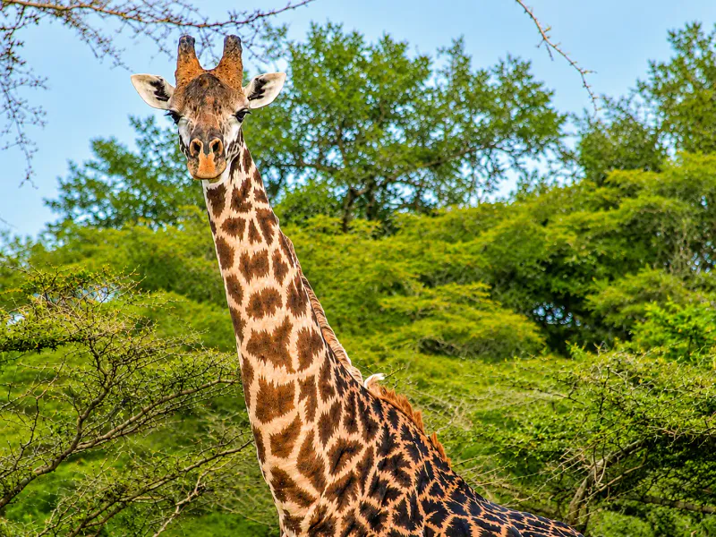 3 Day Mikumi Safari with Udzungwa Waterfalls & Maasai Visit