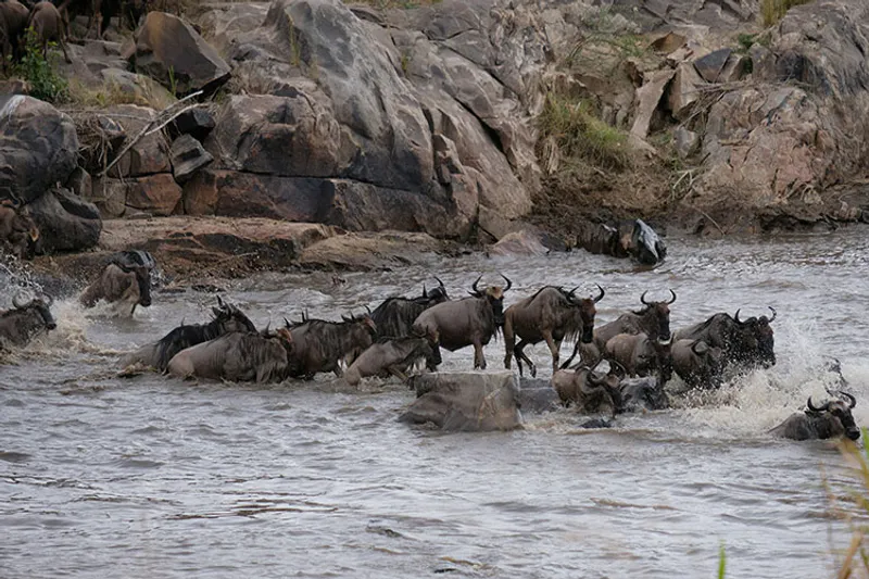 9-Day Migration River Crossing August to October