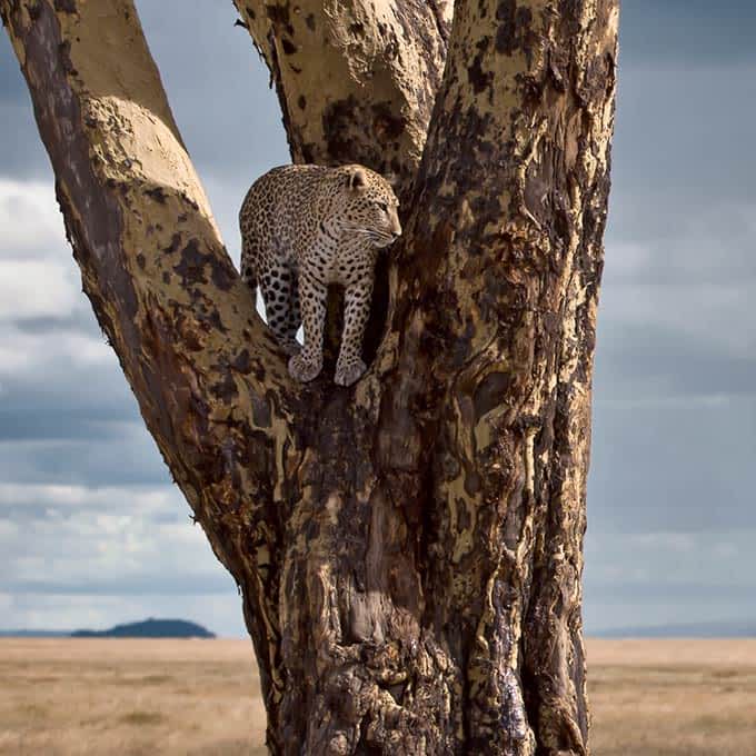 6-DAY Serengeti Wildebeests Migration Safari