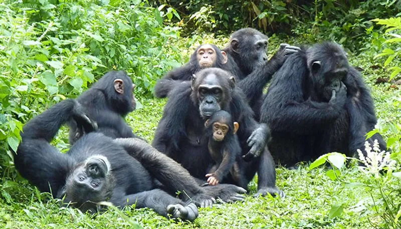 11-Day Climax Wildlife, Gorilla and Chimpanzee Safari