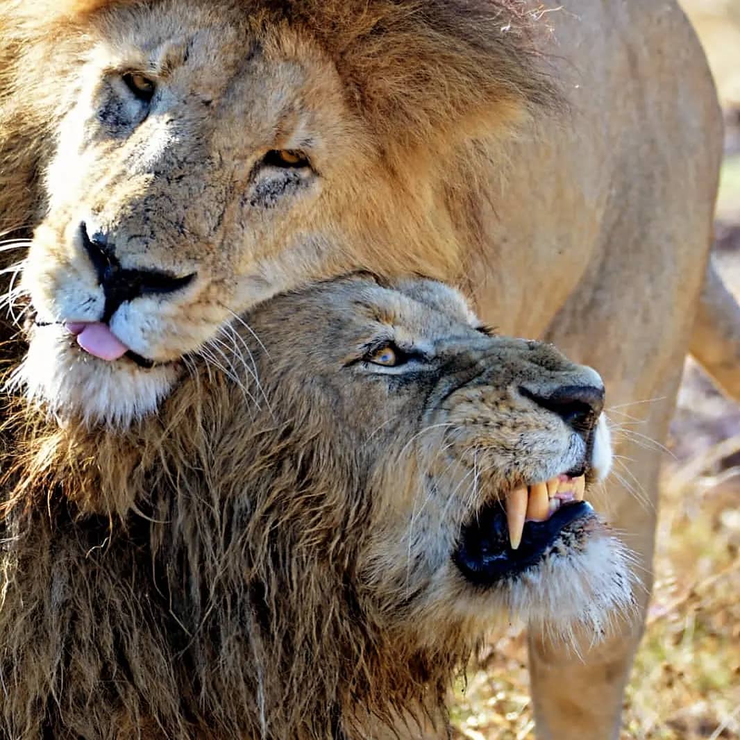 6-Day Northern Circuit: Unveiling Tanzania's Luxury Safari Splendor
