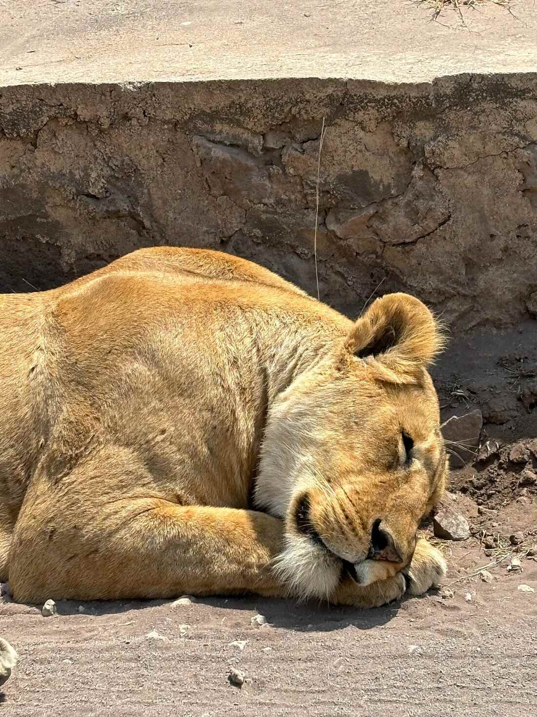 6-Day Mid-Range Safari in Tanzania