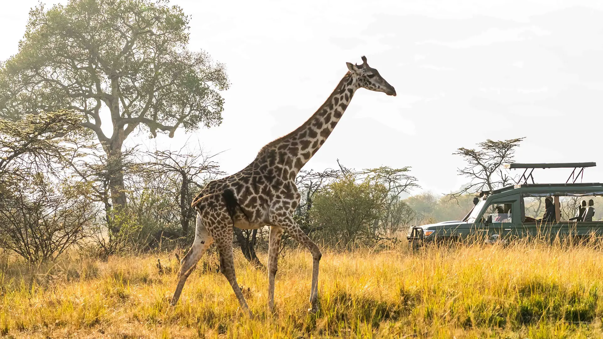 6 Days Masai Mara, Lake Nakuru & Amboseli Safari – Sopa Lodges Experience