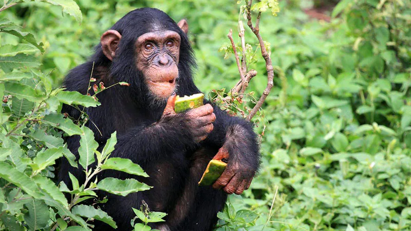 4-Day Gorilla Trekking and Kibale Chimpanzee Tour