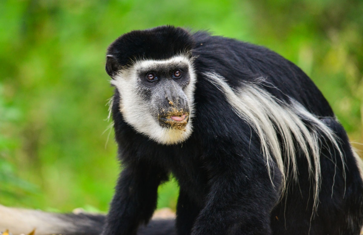 7-Day Chimps, Gorillas Trekking and Wildlife Tour