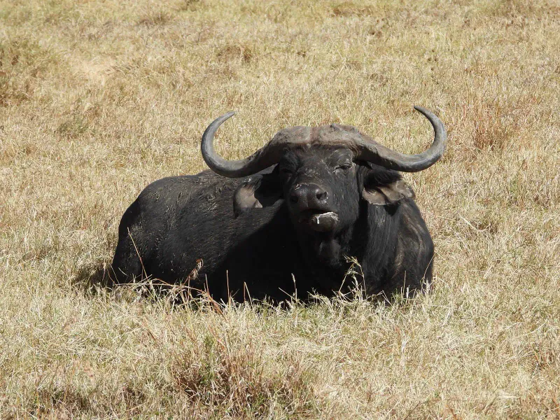 2DAYS EXPLORE THE NGORONGORO CRATER AND TARANGIRE NATIONAL PARK