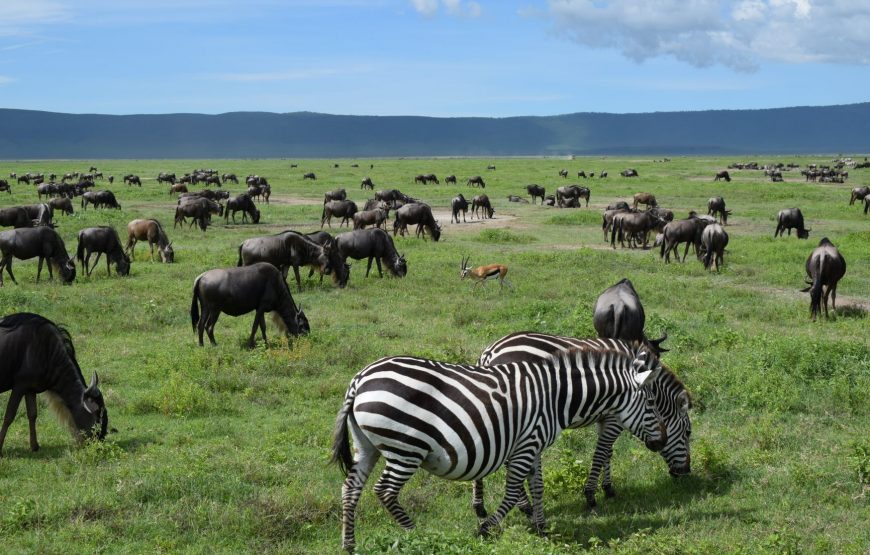 5-DAY SAFARI UNDER MOUNT KILIMANJARO