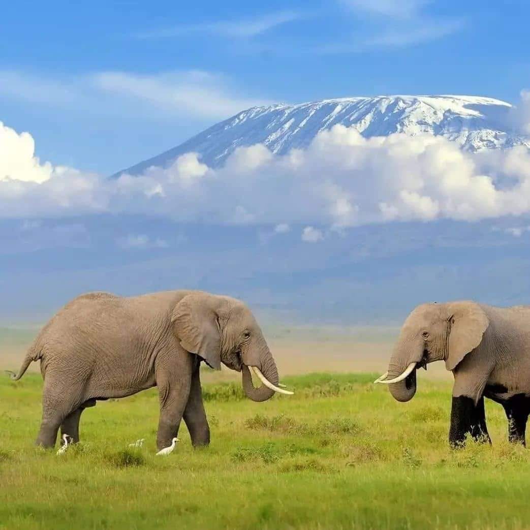 11-Day The best of East Africa Safari
